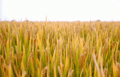 稻谷飘香迎丰年|尊龙凯时人生就是搏生产基地奏响丰收乐章